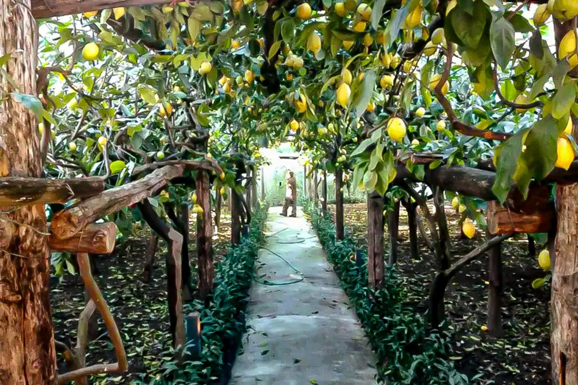 Limoneto Di Anna Villa Maiori Bagian luar foto